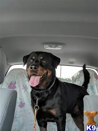 Rottweiler stud dog