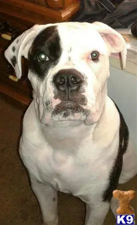 American Bulldog stud dog