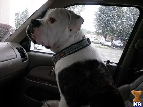 American Bulldog stud dog