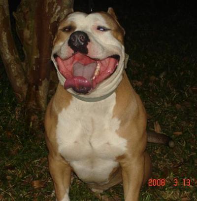 cheap pitbull puppies for sale american pit bull puppy for sale pit bulls for sale cheap 10 years cheap pitbull puppies for sale american pit bull puppy for sale pit bulls for sale cheap 10 years