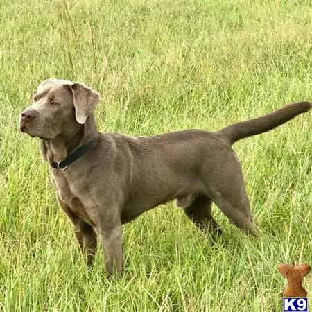 Labrador Retriever stud dog