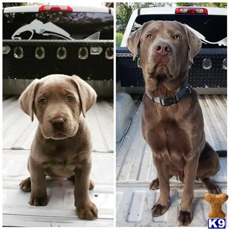 Labrador Retriever stud dog