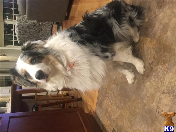 Australian Shepherd stud dog