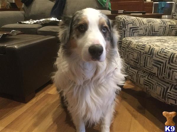 a australian shepherd dog sitting on a wood floor