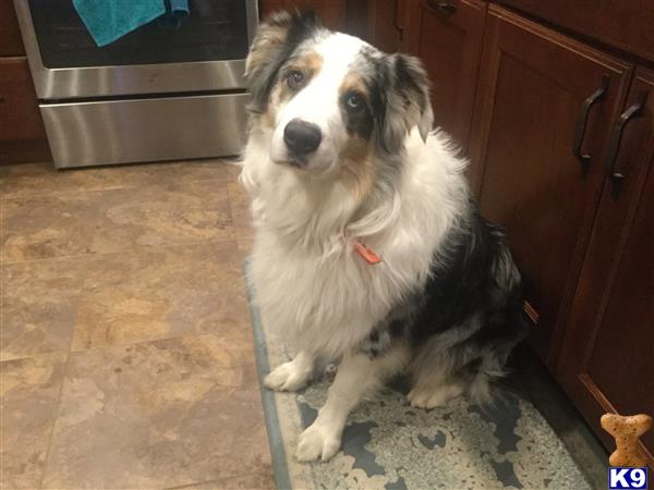 Australian Shepherd stud dog