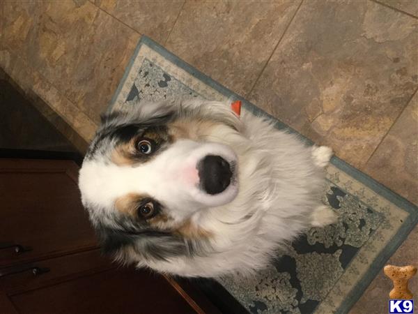 Australian Shepherd stud dog