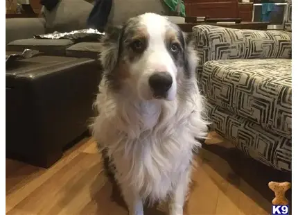 Australian Shepherd