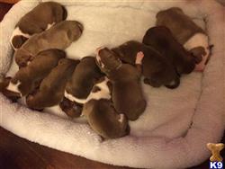 american pit bull puppy posted by jcv