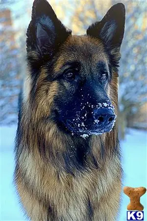 German Shepherd stud dog