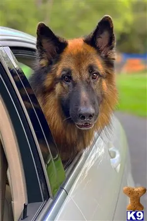 German Shepherd stud dog