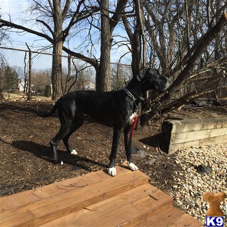 Great Dane dog