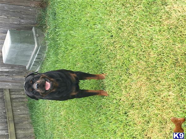 a rottweiler dog lying on the grass