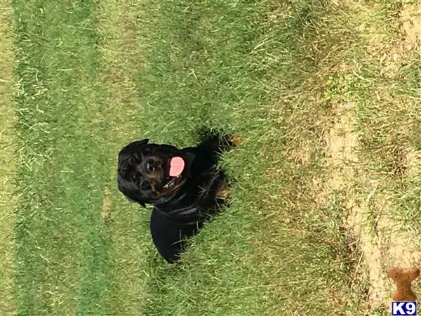 Rottweiler stud dog