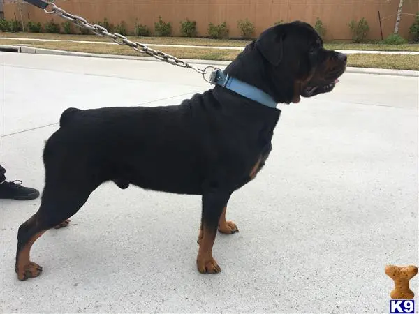 Rottweiler stud dog