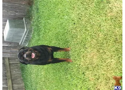 Rottweiler