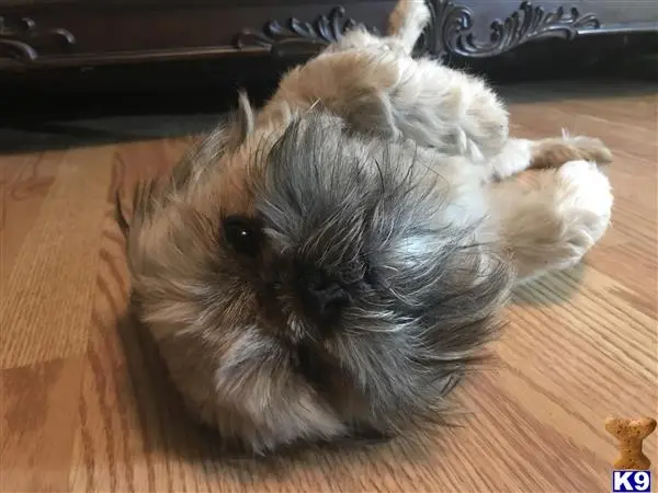 Shih Tzu stud dog