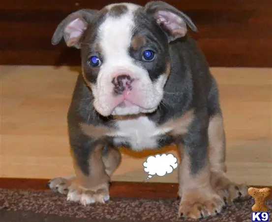 English Bulldog stud dog