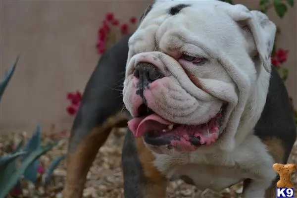 English Bulldog stud dog