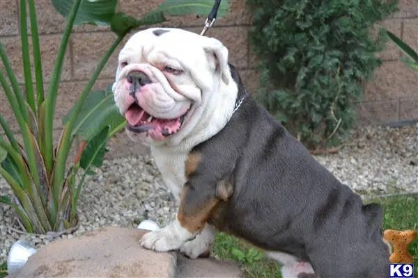 English Bulldog stud dog