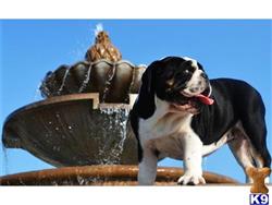 English Bulldog stud dog: English Bulldog standing by a fountain with water splashing