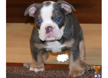 English Bulldog