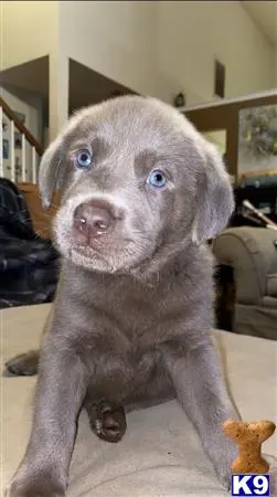 Labrador Retriever puppy for sale