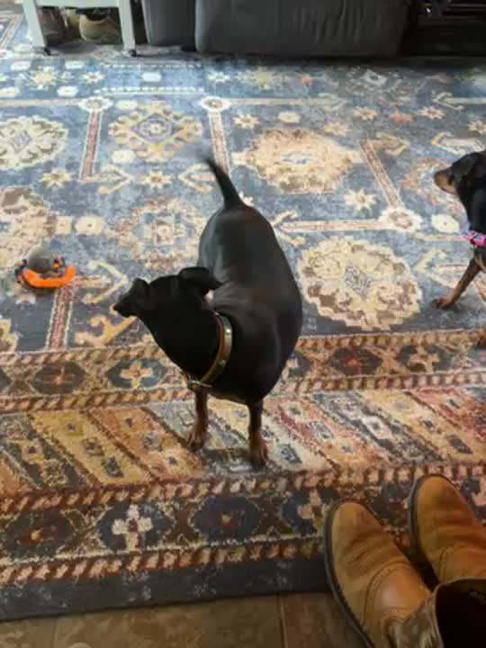 Miniature Pinscher stud dog video
