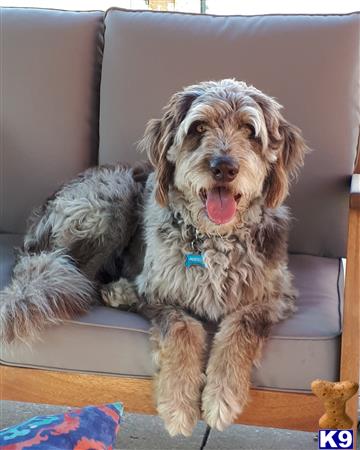 Aussiedoodle