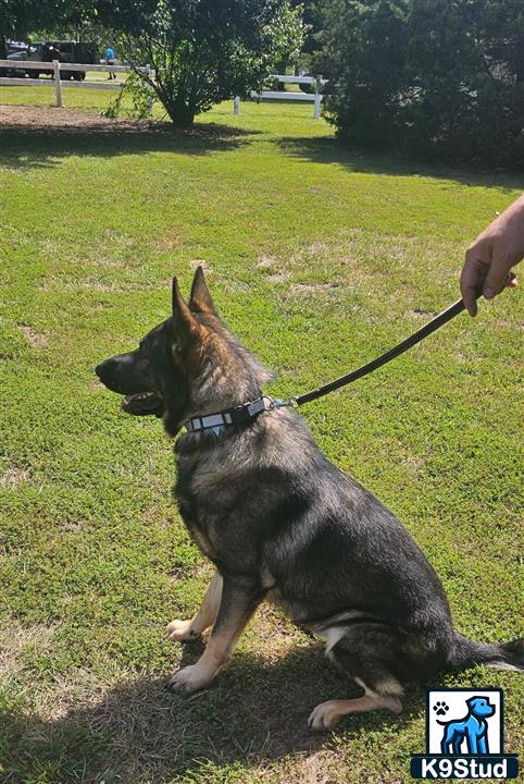a german shepherd dog sitting on a leash