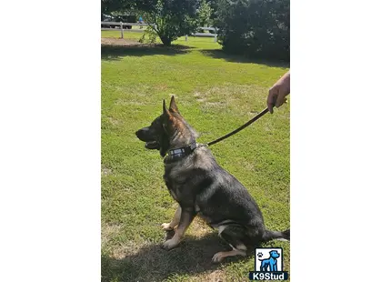 a german shepherd dog sitting on a leash