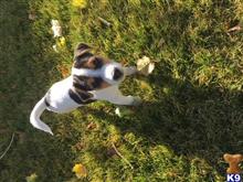 jack russell terrier puppy posted by jdnctn