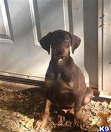 doberman puppies for sale oklahoma doberman pinscher puppies for sale in oklahoma doberman puppies for sale oklahoma doberman pinscher puppies for sale in oklahoma