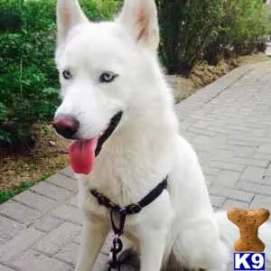 Siberian Husky