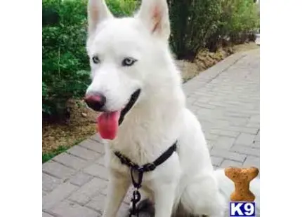 Siberian Husky