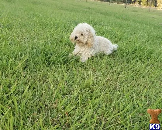 Poodle stud dog