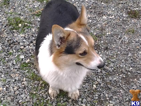 Pembroke Welsh Corgi stud dog