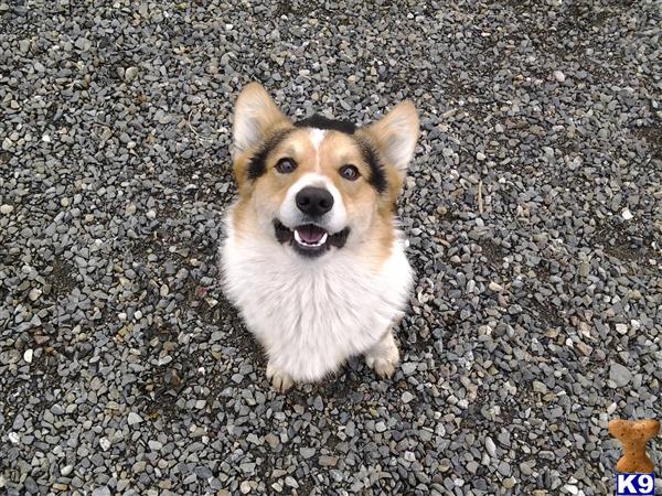 Pembroke Welsh Corgi stud dog