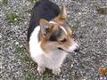 Jake available Pembroke Welsh Corgi puppy located in EATONVILLE