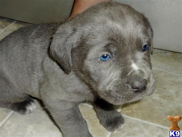 mastiff puppy posted by jdwadel