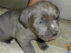 mastiff puppy posted by jdwadel