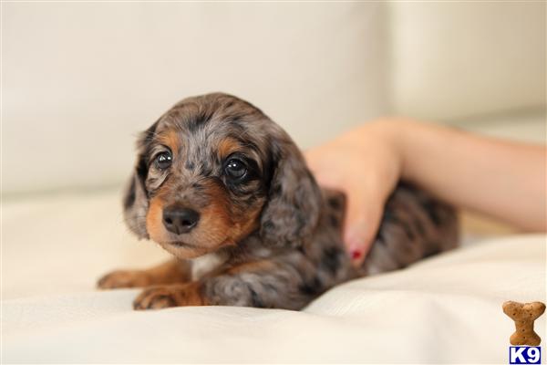 Dachshund Puppy For Sale Cute Longhaired Miniature