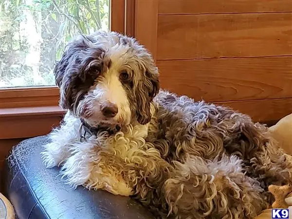 Aussiedoodle female dog