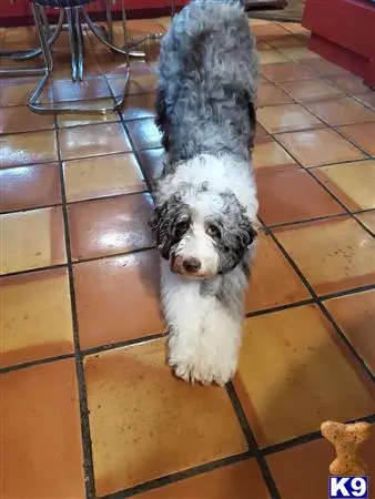 Aussiedoodle female dog