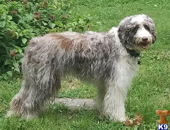 Aussiedoodle female dog