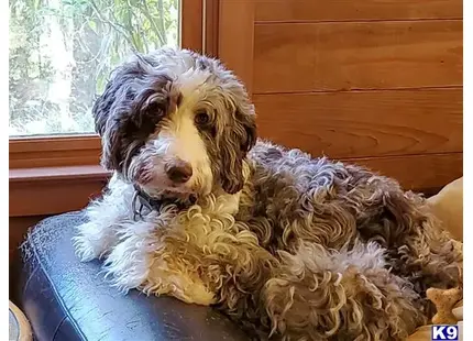 Aussiedoodle