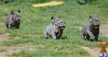 french bulldog puppy posted by jeanettegschmitt
