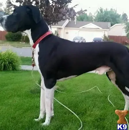 Great Dane stud dog: a great dane dog standing on grass