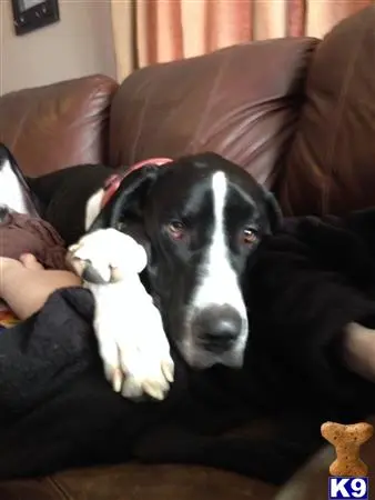 Great Dane stud dog: a great dane dog lying on a couch