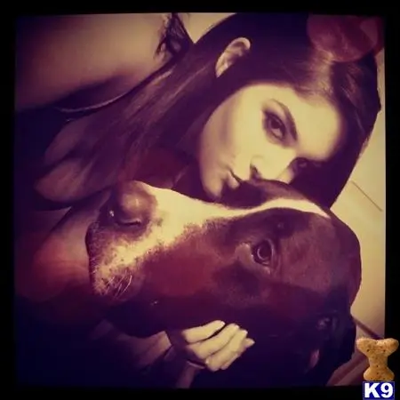 Great Dane stud dog: a man and a woman