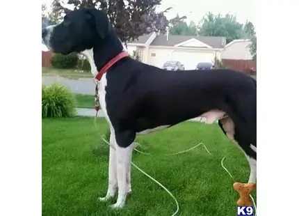 Great Dane stud dog: a great dane dog standing on grass